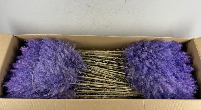 <h4>Df Pampas 115cm Lavander</h4>