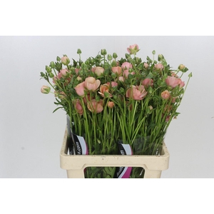 Ranunculus Moderna Carezza