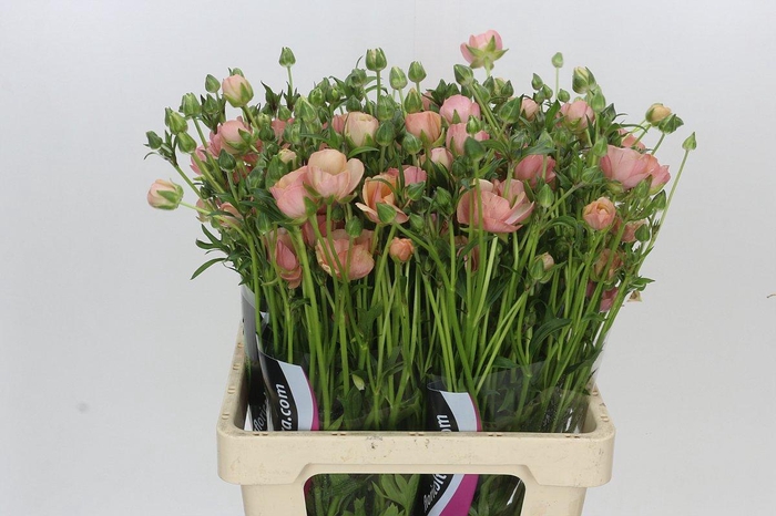 <h4>Ranunculus Natura Moderna Carezza</h4>