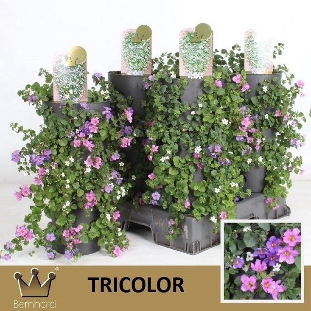 <h4>Bacopa "Sutera" Wanderella - Mixcc</h4>