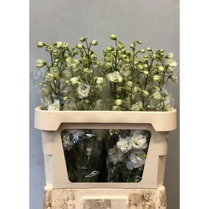 DELPH DU CENTU WHITE