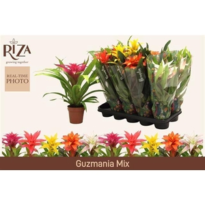 .Guzmania gemengd 5 soorten