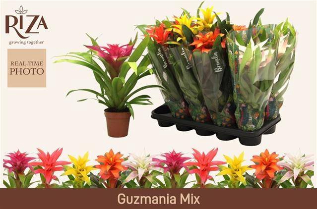 <h4>.Guzmania gemengd 5 soorten</h4>