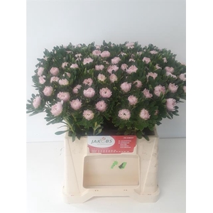 CALLIS JULES PINK