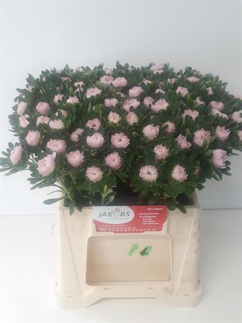 CALLIS JULES PINK