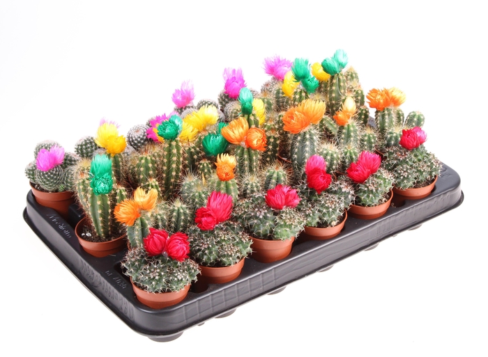 <h4>Cactus decoratie strobloem mix</h4>