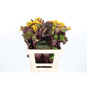 Ligularia Loco