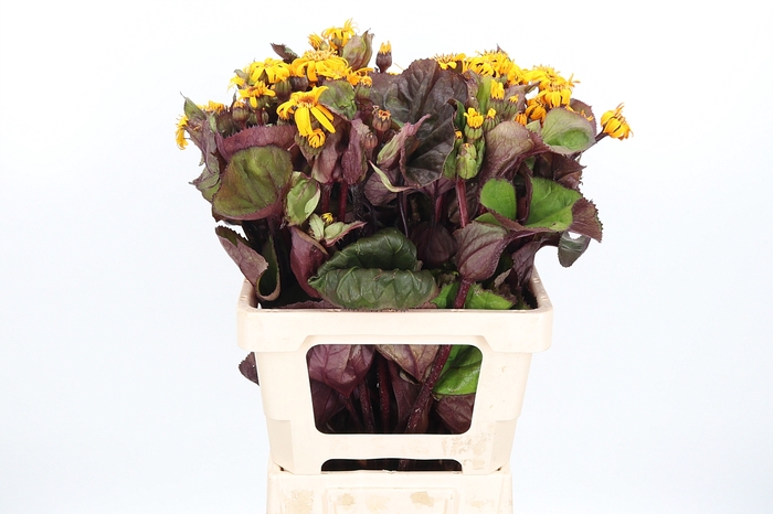 <h4>Ligularia Loco</h4>