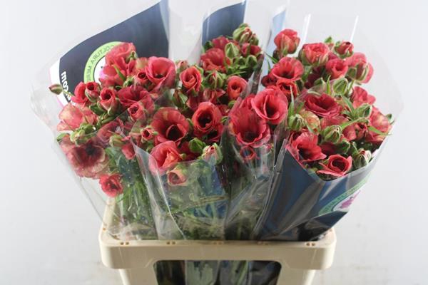 <h4>Ranunculus Moderna Energia</h4>