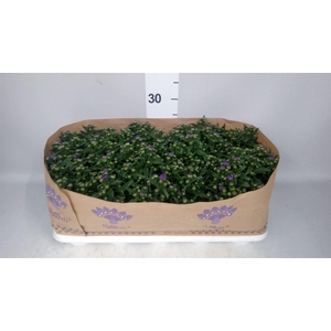 Aster N-B 'Showmakers Blue Bayou'