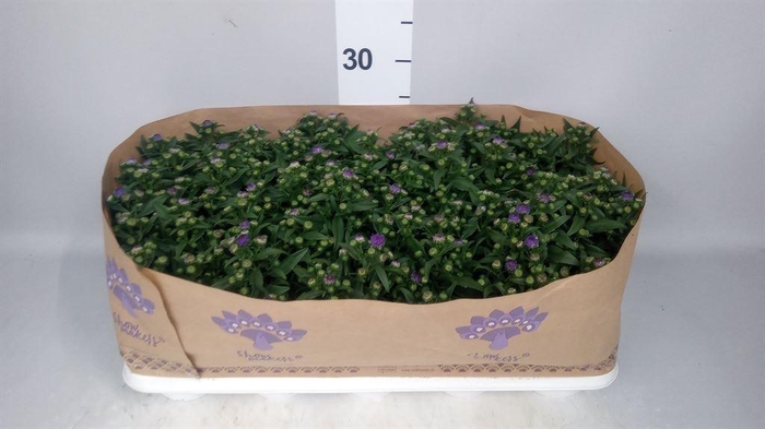 <h4>Aster N-B 'Showmakers Blue Bayou'</h4>