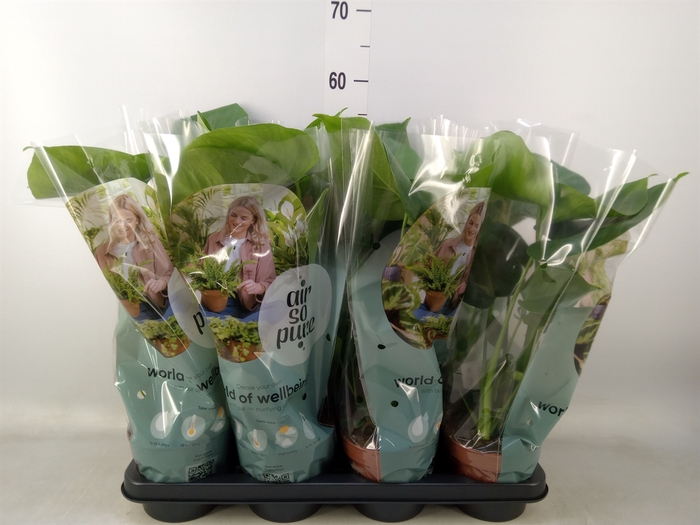 <h4>Monstera delic.</h4>