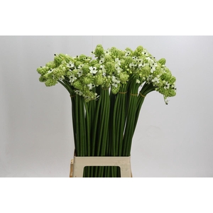Ornithogalum Saundersiae