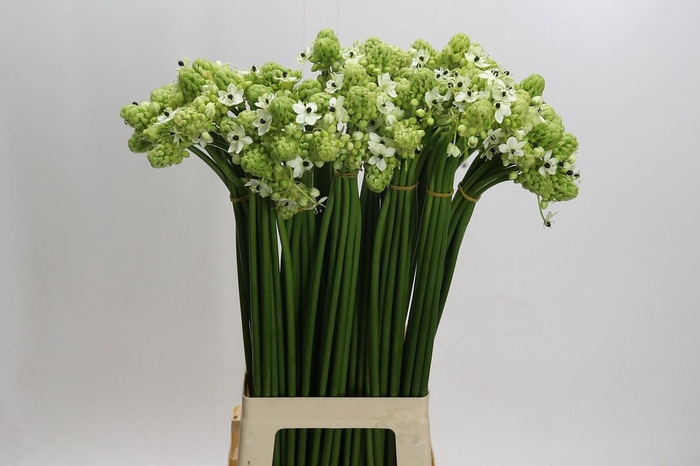 <h4>Ornithogalum Saundersiae</h4>