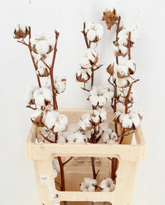 <h4>GOS HIRSUTUM WIT</h4>