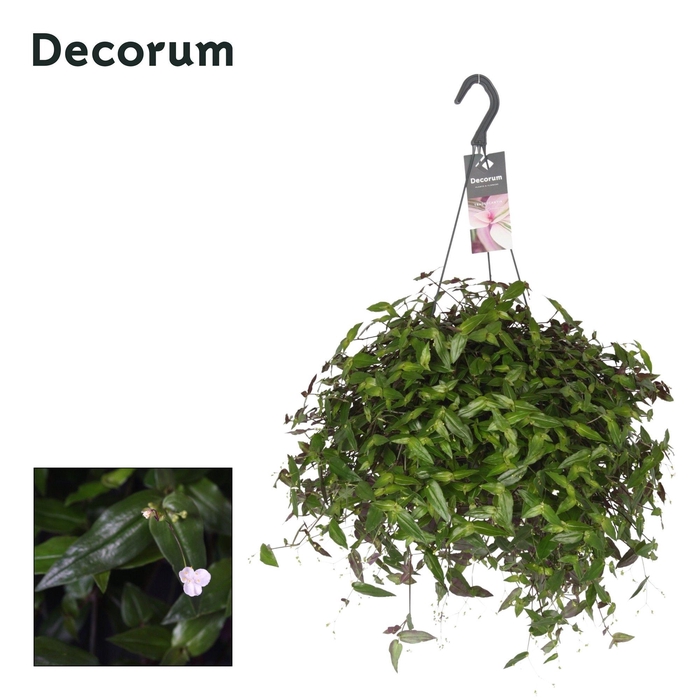 <h4>Tradescantia multi. hangpot</h4>