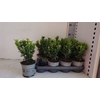 Euonymus Ja Gr Spire