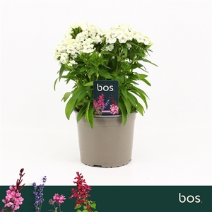 Dianthus Barbatus, Dart White