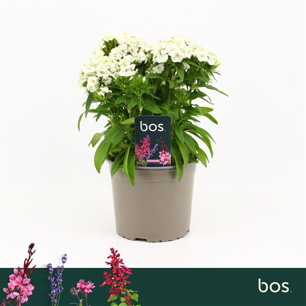 <h4>Dianthus Barbatus, Dart White</h4>