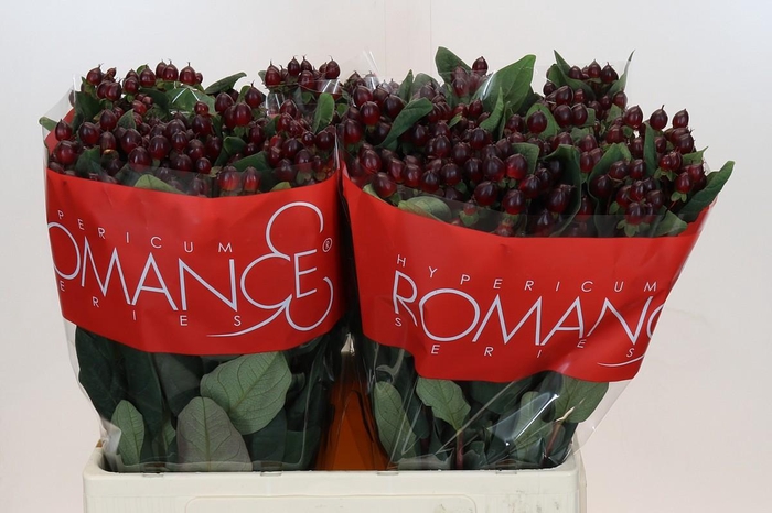 <h4>Hypericum Rocky Romance</h4>