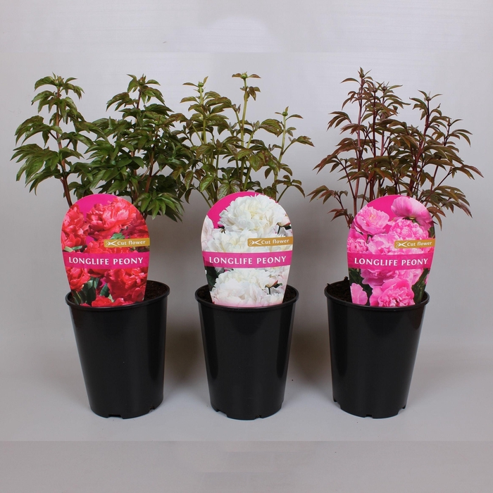 <h4>Paeonia Premium Longlife 26CM, C6 mix</h4>