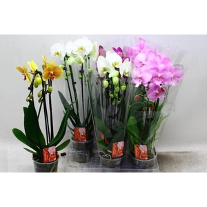 PHAL EL CASCADE