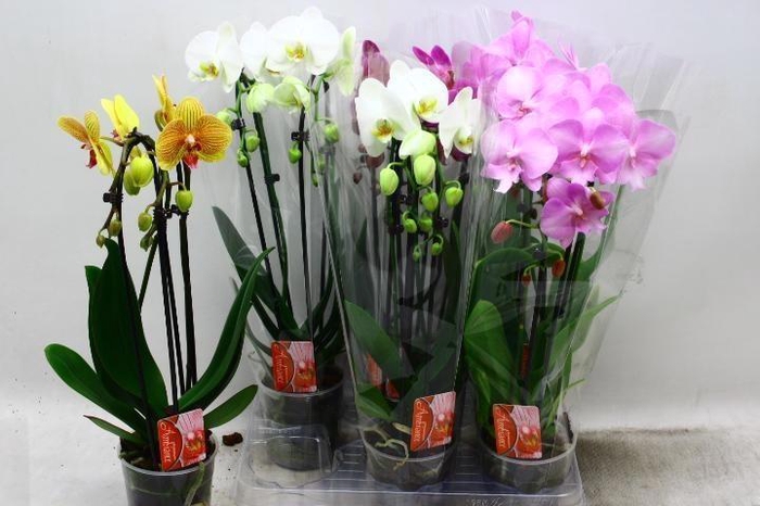 <h4>PHAL EL CASCADE</h4>