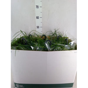 Rhipsalis floccosa