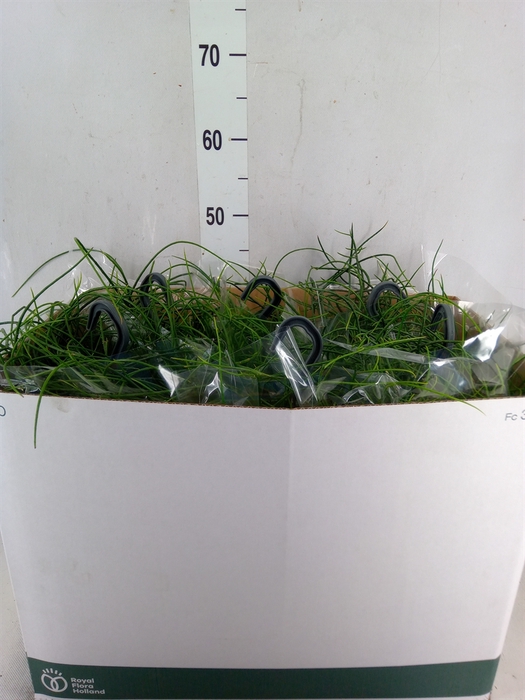 <h4>Rhipsalis floccosa</h4>