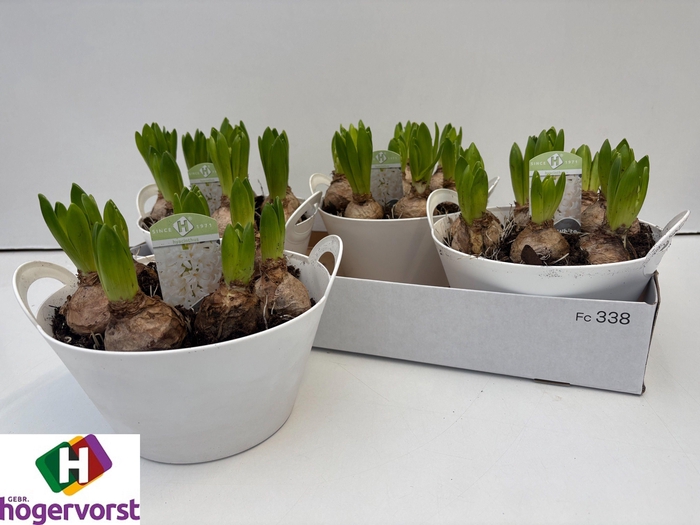 <h4>HYACIN WHITE PEARL</h4>