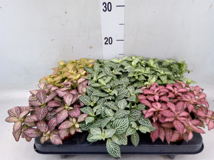 <h4>Fittonia   ...mix</h4>