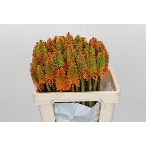 Kniphofia Eycone Peach