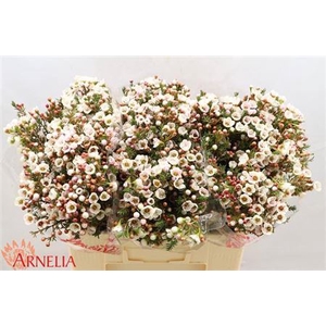 Chame Moonl Delight 55cm