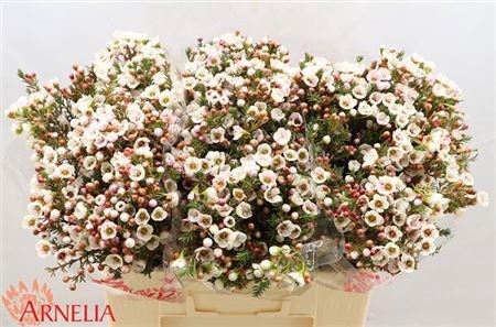 <h4>Chame Moonl Delight 55cm</h4>