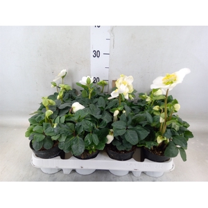 Helleborus niger 'Christmas Carol'