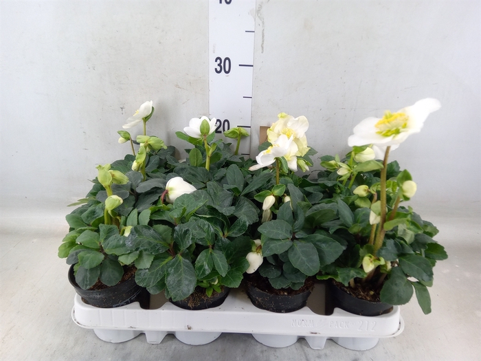 <h4>Helleborus niger 'Christmas Carol'</h4>