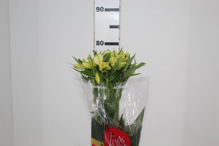 <h4>ALSTROEMERIA MELLOW YELLOW 080 CM</h4>