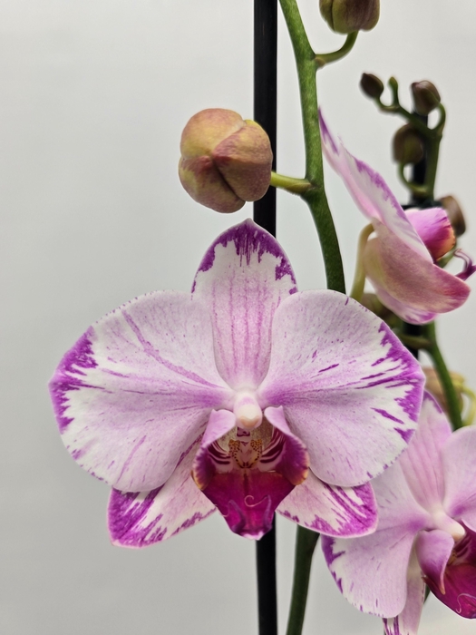 <h4>Limited 12 week 15</h4>