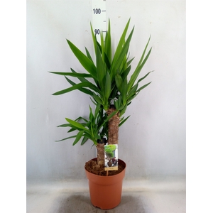 Yucca