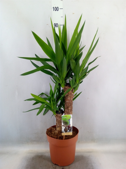 <h4>Yucca</h4>