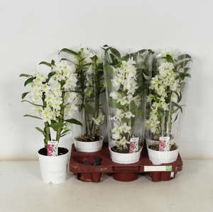 !! PROMO !! DENDR APOLLON 2 TAK