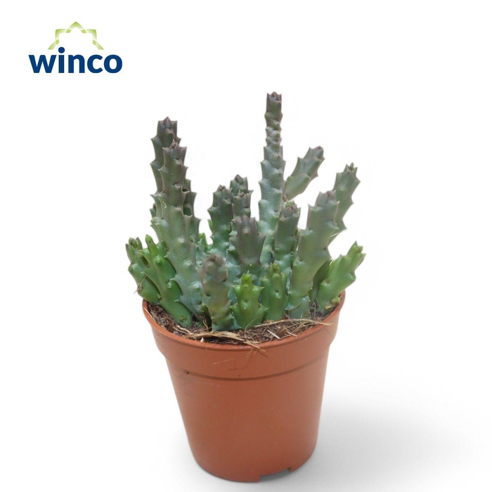 <h4>Stapelia Variegata</h4>