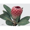 Protea Barbigera Empress