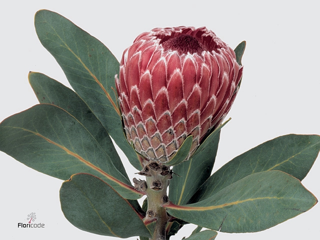 Protea Barbigera Empress