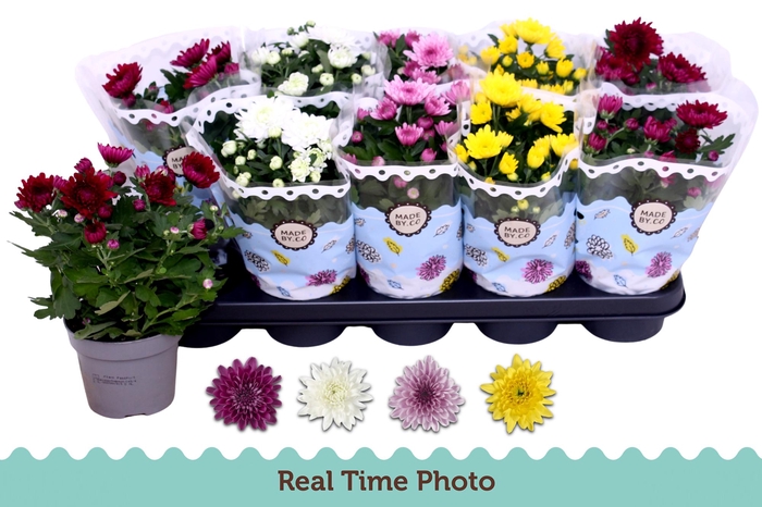 <h4>CHRYS GEVULDBL GEM</h4>