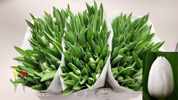 <h4>TU EN ROYAL VIRGIN</h4>