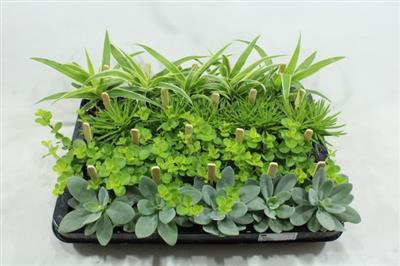 <h4>SMIT AA BAMBINO</h4>