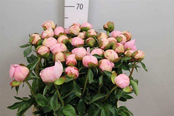 <h4>Paeo L Angel Cheeks</h4>