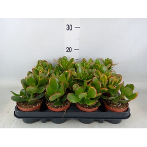 Crassula ovata 'Sunset'