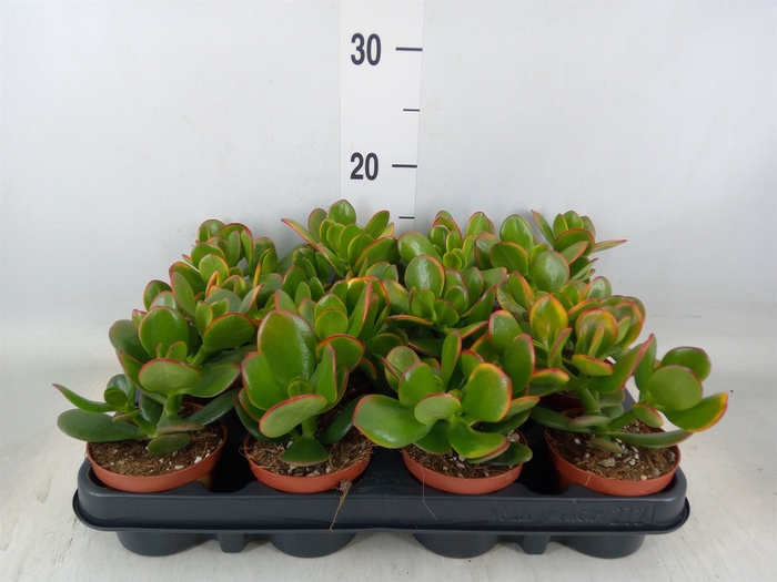 <h4>Crassula ovata 'Sunset'</h4>